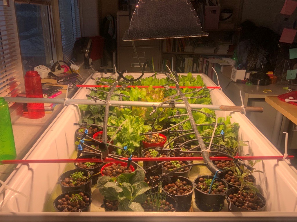 hydroponie.jpg